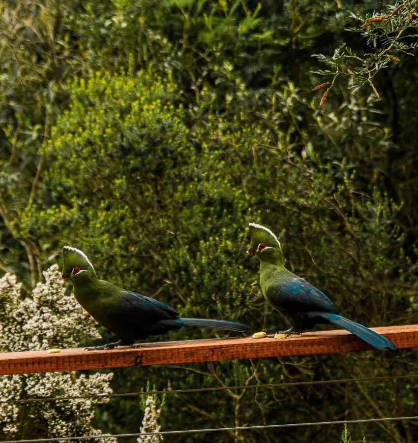 Forest Hill Wildernis Esterno foto